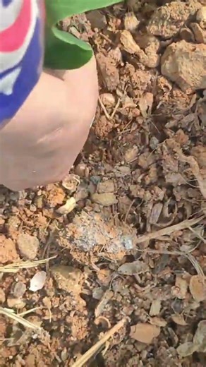 harvesting many fresh green vegetable leaves from the lush plants in the organic garden farm field