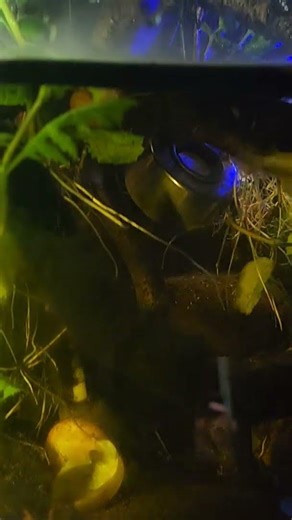 lightning 🌩 storm aqua scape by @carllaney81aquascapes subscribe