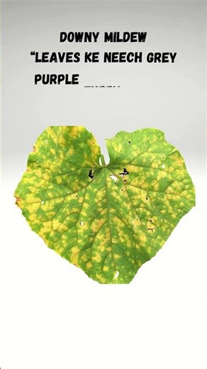 Powdery Mildew vs Downy Mildew | Key Differences Explained