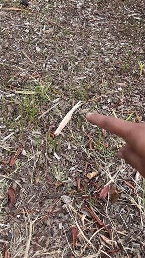 Front Yard Quick Garden Update!