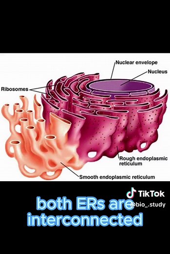 Exploring the Endoplasmic Reticulum Functions & Differences | Biology Notes