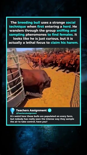 The Alpha Arrived! How a Bull Takes Control of the Herd