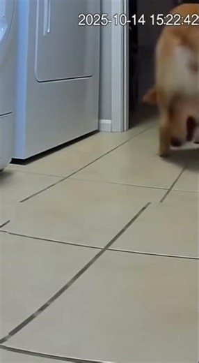 Dog goes crazy when washing machine goes rogue