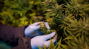 Lesotho's Budding Cannabis Industry Sparks High Hopes