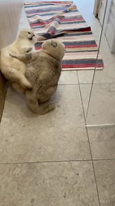 295K views · 4K reactions | Family drama! Zephyr speaking a new language all of the sudden  . . #cat #britishshorthair #kitty #instacat #catsofinstagram #apollo | LorettaBritish Cat | Facebook