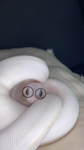 So cute omgg #python #snake #fyp #pourtoi