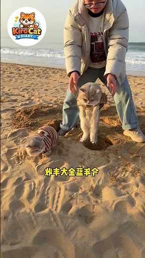 Momon and Atun sunbathing #shortvideo #cutecat #prettycat #cat #catvideos #cat #cute #catshorts