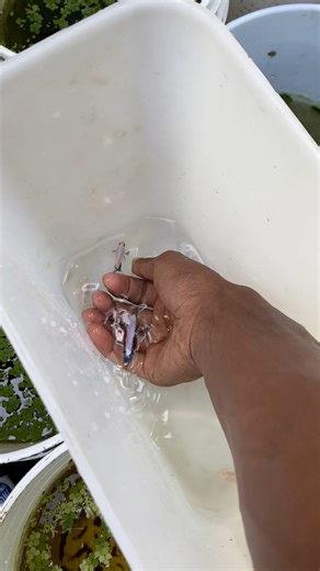 61K views · 1.2K reactions | Cómo hacer que tú pez Betta hembra se agüeve más rápido #bettas #hembra #ahuevada | Platino Bettas | Facebook