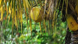 Beautiful Tropical Coconut Tree with water drops in rainy day, Close up coconut fruit on the tree after rain. Coconut Palm Tree swaying gently with the breeze. Tropical jungle. Rain forest background.