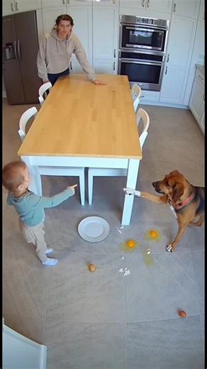 Ovos por toda parte! A curiosidade de uma criança leva a um desastre na cozinha. Culpar o cachorro? #fblifestyle #AI Generated using Kling AI . . . (Apenas para fins de entretenimento. Consulte profissionais se forem apresentadas orientações sobre atividades. Nenhuma afiliação a marcas está implícita se alguma for mostrada. Se inspirado em fatos reais, podem ser incluídas adaptações criativas. O conteúdo pode incluir imagens públicas.) | Fabiosa Brasil