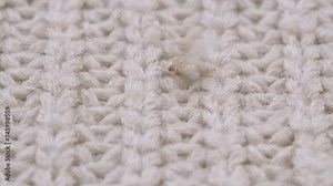 brown insect, female Clothes moth lays eggs on woolen knitted thing, flutters its wings, selective focus, pest concept, destruction and damage to clothes in home