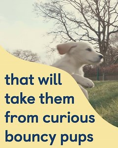 Sponsor an adorable puppy from just £1 per week! Help Willow, Cooper and Coco transform the life of someone with sight loss. When you sponsor a puppy you’ll receive regular Pupdates and photos, access to your puppy’s exclusive Facebook group, a puppy magnet and much more! | Guide Dogs UK