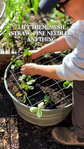 Strawberry Gardening Tips: Prevent Rot & Keep Fruit Dry