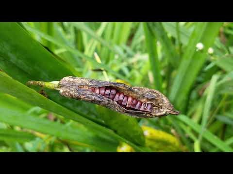 Seed Dispersal Water - Huston-Brumbaugh Nature Center