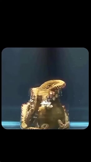 Octopus Intelligence: Problem-Solving in Nature