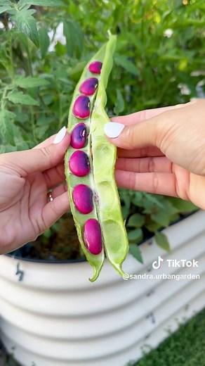 Purple Scarlet Runner Beans - Colorful and Delicious Beans