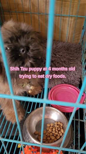 Shih Tzu Puppy Feeding Guide: 4 Months Old