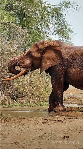 Eternal Savannah - Wonders of Africa #savannah #africa #naturedocumentary #wildanimals