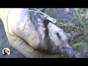 Opossum Mom And Babies INCREDIBLE Rescue From Fence | The Dodo