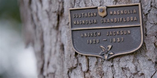 President Donald Trump says historic White House tree to be cut down