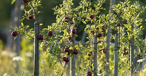 Apfelbaum umpflanzen: So gelingt es auch nach Jahren noch