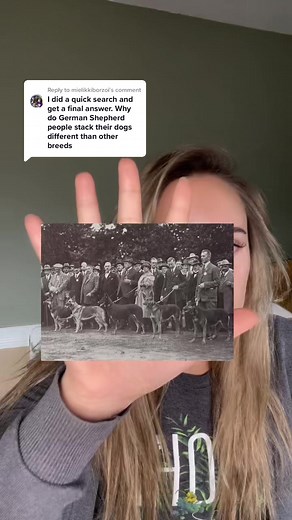 Reply to @mielikkiborzoi Why German Shepherds are stacked in a 3-point stack! #gsd #germanshepherd #gsdoftiktok #gsds #germanshepherdsoftiktok #dogs