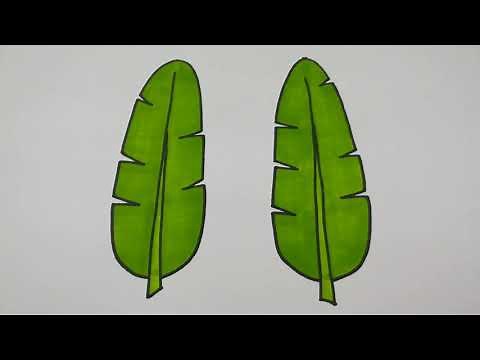 Drawing Banana Leaf Step by Step l How to Draw Banana Leaf