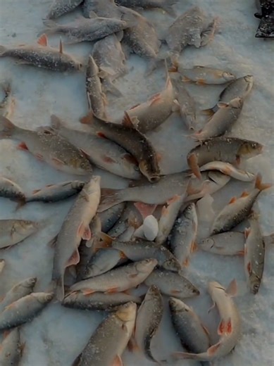 Winter Fishing Techniques with a Spider