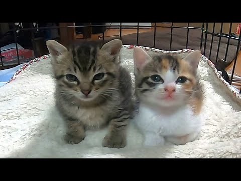 Kitten sleeps after 3 minutes