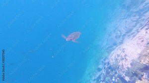 Cute turtle swimming underwater in clear blue ocean sea. Beautiful tortoise swimming in natural wild habitat. View of coral reef, underwater scene. Footage Shot in San Cristobal, Santa Cruz, Galapagos