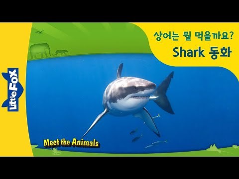 상어동화 | 영어동화 | 상어가 궁금해요 | Are you dangerous? | 인기동화 | 리틀팍스 | Meet the Animals | Shark | 동물동화 | 자연관찰동화