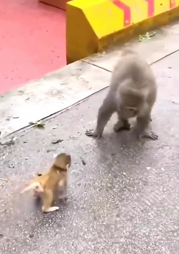3.1K views · 44 reactions | Very cute! Monkeys teach children to walk. Baby monkey runs after mother #cutemonkey | Cute Monkey | Facebook