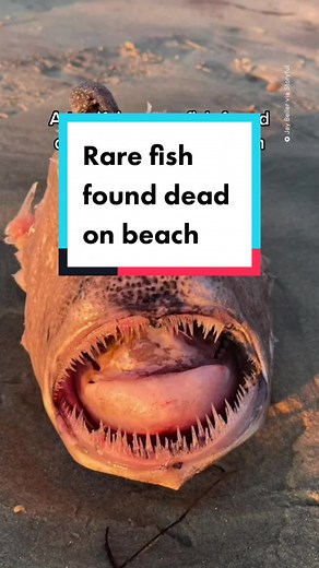 Rare Anglerfish Similar to 'Finding Nemo' Discovered on San Diego Beach