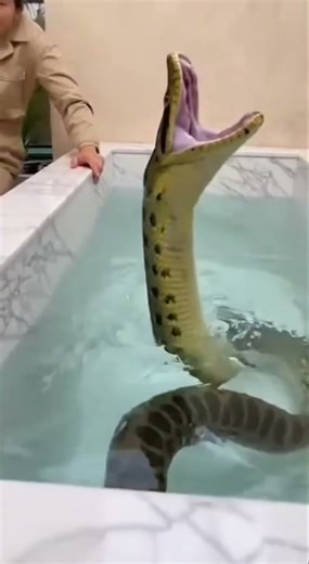 “Toy Anaconda Transforms in Seconds!”🐍🐍
