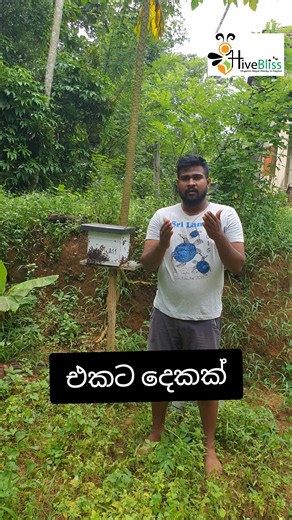 Hivebliss Bee Breeding Center Meegoda Homagama