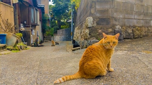 【糞窟村】下関にある在日朝鮮部落「トングルトンネ」の景色