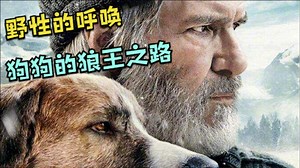 《野性的呼唤》2：灵性巴克舍命救主，成为领队，狼王之路就此开始