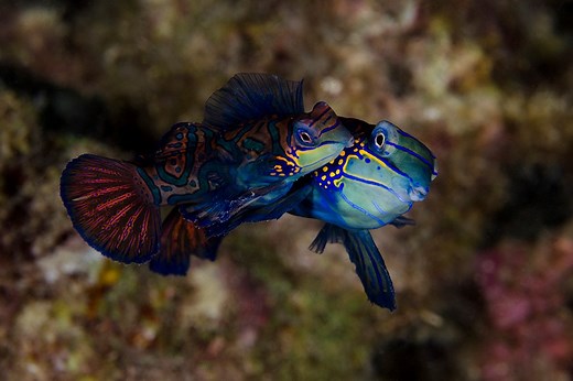 MARINE LIFE | Anilao lies in the center of the coral triangle