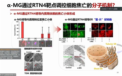 Target identification and mechanism study of a-MG in promoting tumor pyroptosis