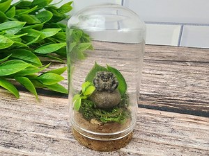 Jumping Spider Memorial Enclosure, Pet Forever Home, Memorial Display, Taxidermy Display, Oddities Natural Looking Display Glass Dome - Etsy