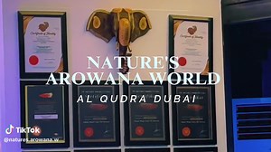 Natures Arowana World The Biggest Arowana Keeper in UAE these are some of our collection, Asian arowana is an fish that getting vanished from the world so Arowana is the most expensive Aquarium Fish in the world, but you guys are lucky we are not going too expensive and have an amazing offer for 10% on super Red Arowanas only the keepers have the arowana in the world their is no more arowanas in natural water so having an arowana in your tank is equal to have an diamond in your tank so hurry up