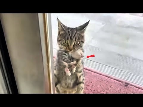 She Remembered My Kindness… and Returned with Her Kittens