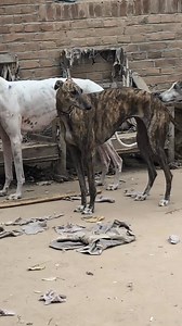 Dance of Joy: A lively interaction that reflects the beauty of harmony and play. 💫💕 #Joy #Harmony #Vibrance #Spontaneity | Pro Hounds World