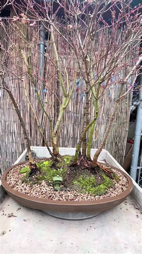 Japanese Maple Forest repot #bonsaitok #repotting #japanesemapletree