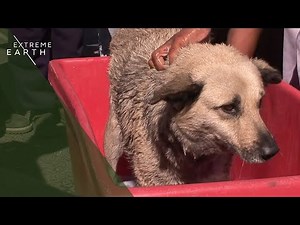 Cape Town Animal Rescue Story (4K Documentary)