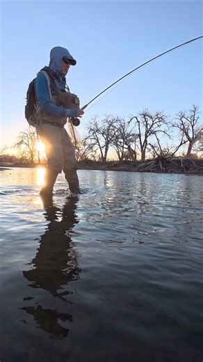 The beginning of a sunset flurry of fish alternating takes on a 22 blood midge and 20 bead head pheasant tail off my vise. We were 400 yards up from Pop’s iconic bridge photo from the 1940s. That photo has led to many days and hundreds of trout on this section of river that I may have never fished without it. #popsflies #flyfishing #flytying 🎥: @fly.guy.usa | Pop's Flies