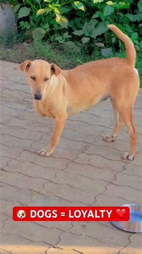 🚨🐶DOGS ARE LOYALTY #shorts #animalcare #puppylife