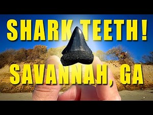 Shark Tooth Hunting the Carolinas: Savannah River