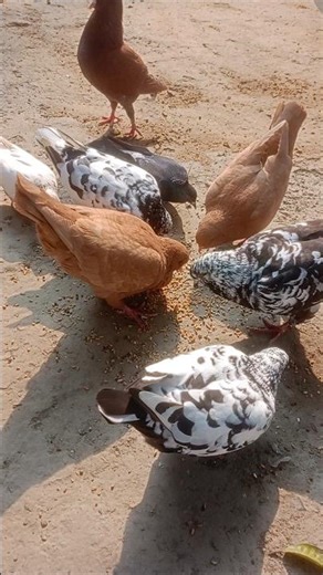 pigeon feeding mix seed #pigeon #kabutar #feed