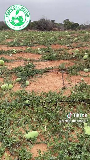 #pasteque #ferme #agriculture #elevage #motivation #malitiktok🇲🇱 #bamakomali🇲🇱